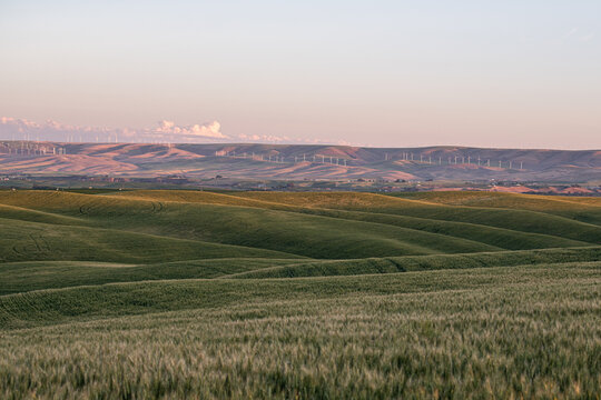 View of rolling green wheat fields under a soft sunset sky with wind turbines on the distant hills in Walla Walla, Washington, United States.