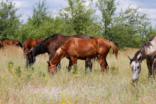 horses are grazing in the open countryside