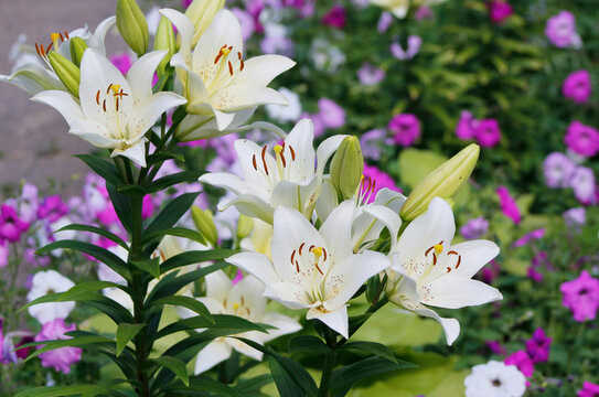 white lilies in the garden