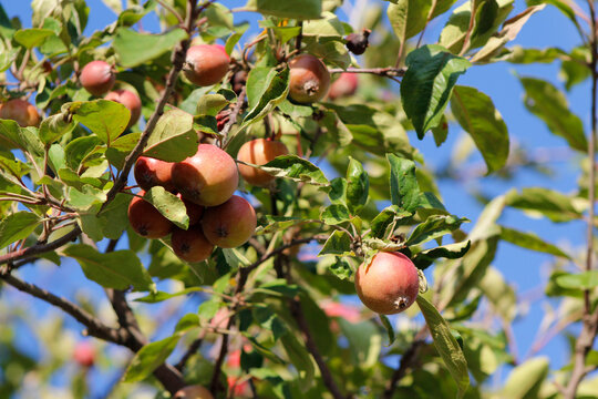 small apples on the branches

