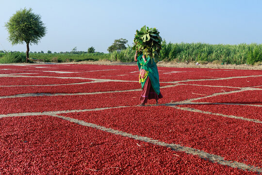 View of a woman carrying a bundle of green leaves on her head while walking through a field of red chilies drying under the sun in Kunri, Sindh, Pakistan.