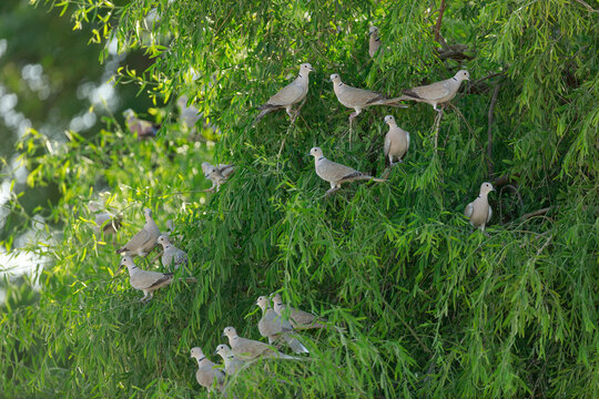View of a large flock of collared doves perched among the green leaves of a tree in Islamkot, Sindh, Pakistan.