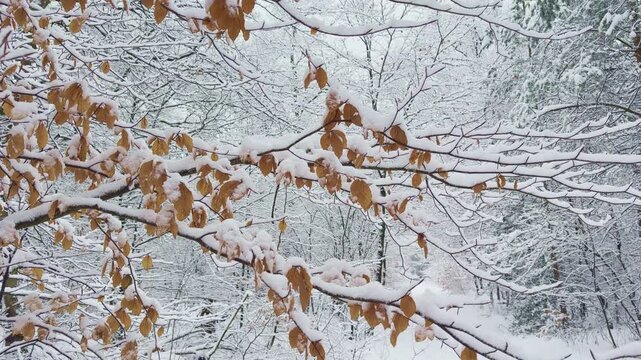 Brown beech leaves covered with fresh snow in a winter forest, highlighting the contrast between autumn foliage and winter snowfall. Slow left to right camera slide through the scene.