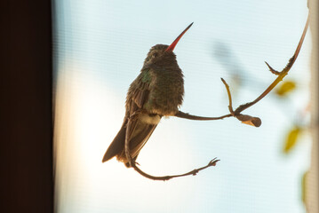 colibrí, colibrí mexicano, colibrí en reposo, ave, ave silvestre, ave pequeña, fauna mexicana, vida silvestre, naturaleza, biodiversidad, observación de aves, birdwatching, fotografía de aves, fotogra © fergomez