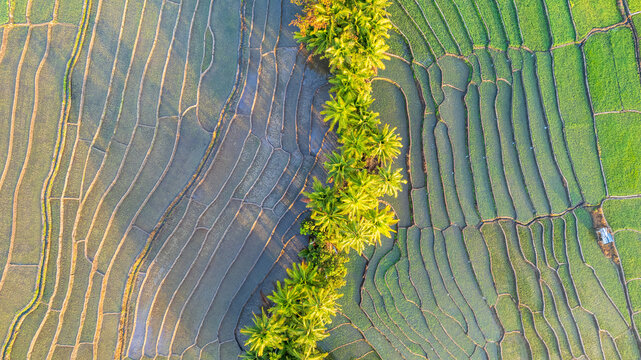Aerial view of lush green rice terraces separated by a line of palm trees in Bajawa, Nusa Tenggara Timur, Indonesia.