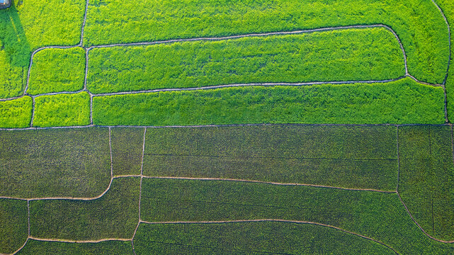 Aerial view of vibrant green rice paddy fields with intricate geometric irrigation patterns and lush agricultural land in Bajawa, Nusa Tenggara Timur, Indonesia.