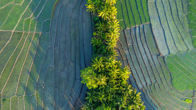 Aerial view of lush green rice terraces separated by a dense row of palm trees in the morning light in Bajawa, Nusa Tenggara Timur, Indonesia.