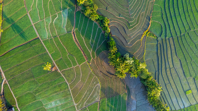 Aerial view of lush green rice terraces with intricate irrigation patterns and palm trees in Bajawa, Nusa Tenggara Timur, Indonesia.