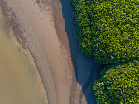 Aerial view of lush green mangrove forest bordering a sandy beach and calm water in Kebumen, Central Java, Indonesia.