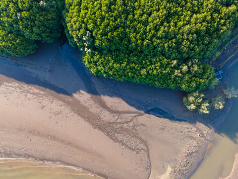 Aerial view of a dense mangrove forest bordering tidal mudflats with intricate patterns in the sediment, illuminated by golden hour light in Kebumen, Central Java, Indonesia.