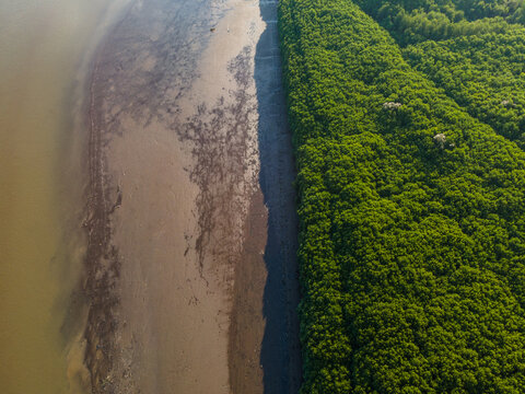 Aerial view of the lush mangrove forest bordering the muddy coastline and tidal flats in Kebumen, Central Java, Indonesia.