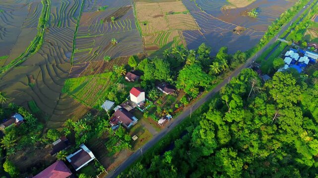 Aerial view of Tegalalang rice terraces with lush green paddies and tropical trees in Tegalalang, Bali, Indonesia.