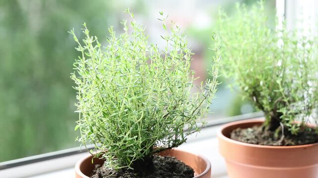 Aromatic thyme in pots on windowsill indoors, closeup