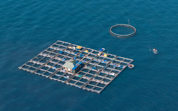 Aerial view of a fish farm with floating wooden structures and a small hut on the water surface with a circular net enclosure and a small boat Mui Ne, Lam Dong, Vietnam.