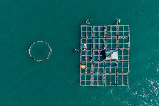 Aerial view of a fish farm with square net enclosures and a circular pen floating in the turquoise sea off the coast of Mui Ne, Lam Dong, Vietnam.