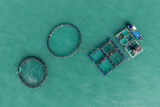 Aerial view of fish farming cages with circular and square structures floating in the turquoise sea, accompanied by a small service boat, Mui Ne, Lam Dong, Vietnam.
