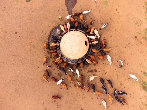 Aerial view of a herd of cattle gathered around a circular feeding trough in the dry, dusty landscape of Amboseli National Park, Kajiado County, Kenya.