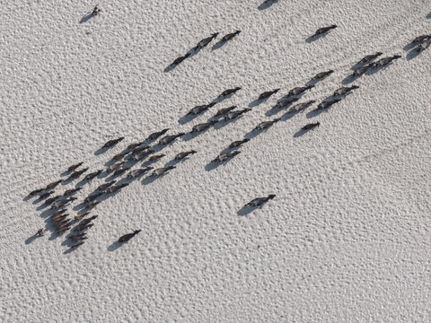 Aerial view of a herd of horses moving across the sandy landscape of Char Krishnamani in Gaibandha District, Rangpur Division, Bangladesh.