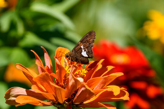 Silver spotted skipper feeding on Zinnia flower. Epargyreus clarus, the silver spotted skipper, is a butterfly of the family Hesperiidae. It tends to be the most recognized skipper in North America.