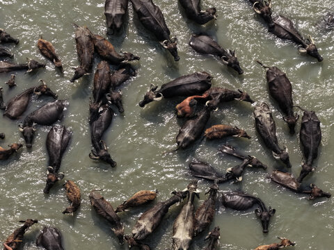 Aerial view of a large herd of water buffaloes swimming in the river with a man wading among them at Char Krishnamani, Gaibandha District, Rangpur Division, Bangladesh.