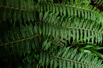 green fern leaves © Dan