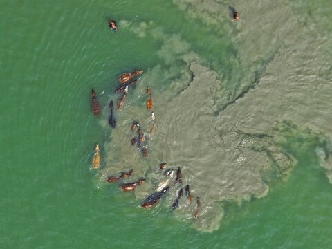 Aerial view of a herd of cattle swimming across a river with people guiding them in the water in Gaibandha, Rangpur Division, Bangladesh.