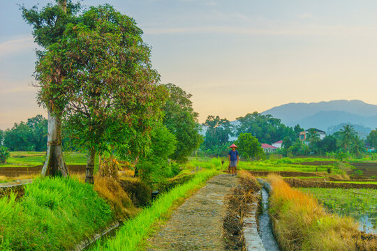 View of a farmer walking along a path through the lush green rice terraces with mountains in the background in Tegalalang, Bali, Indonesia.