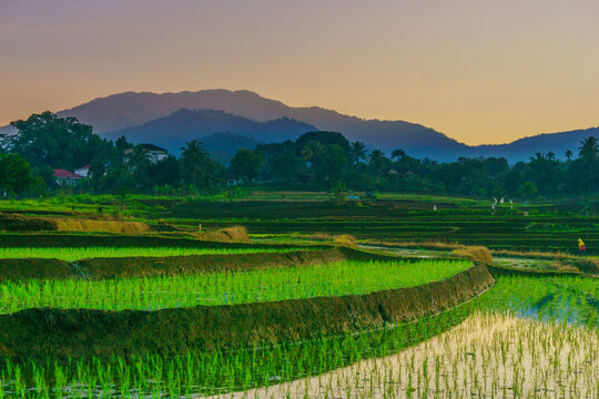 View of Tegalalang rice terraces at sunrise with lush green paddies, rolling hills, and soft golden light in Tegalalang, Bali, Indonesia.
