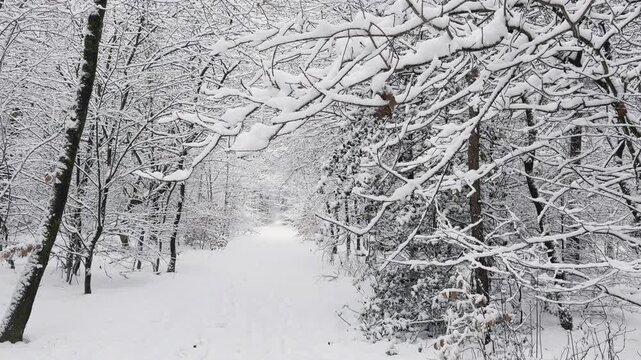Snow-covered forest path beneath snow-laden branches after fresh winter snowfall. Slow downward camera tilt revealing the snowy trail through the forest.