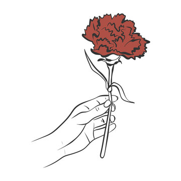 Vintage hand-drawn ink drawing of carnation flower held by hand. Whimsical doodle vector of traditional Japanese Mother's Day symbol.