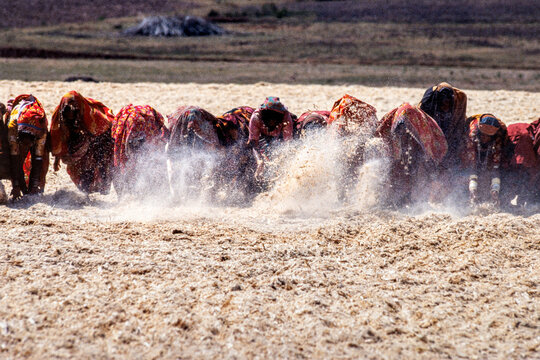 Near Kokirala Tanda, India - March 1986: View of women spreading sugar cane for drying