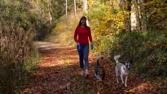 Cheerful woman walks two mixed breed dogs on a leash along forest path covered with autumn leaves in Dolenjska, Slovenia. She enjoys strolling on a sunny day while the adopted pets explore beside her.