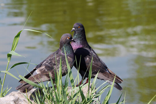 pigeons on the pond bank

