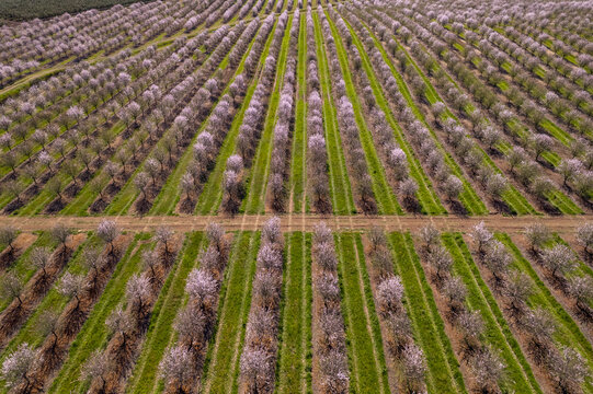 Aerial view of an orchard of blooming almond trees with rows of pink blossoms and green grass in Portugal.