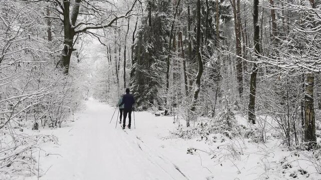 Cross-country skiers gliding through a snow-covered forest near Ermelo in the Netherlands. A rare Dutch winter landscape with fresh snowfall covering the woodland trail