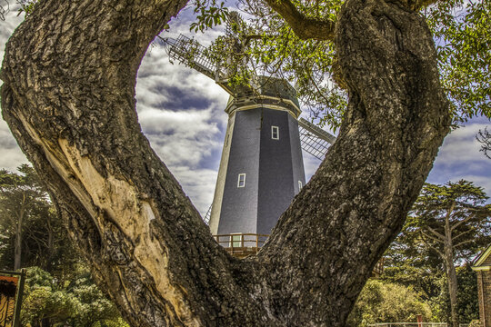View of the historic windmill framed by the textured bark of a large tree under a blue sky with clouds in Santa Barbara, California, United States.
