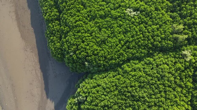Aerial view of dense green mangrove forest bordering a sandy coastline in Kebumen, Central Java, Indonesia.