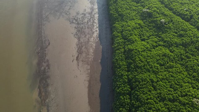 Aerial view of lush mangrove forest bordering a muddy riverbank in Kebumen, Central Java, Indonesia.