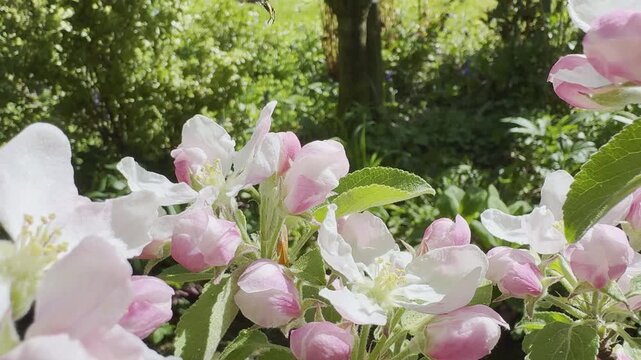 Bumblebee foraging on delicate pink and white apple blossoms in spring sunshine. The pollinating insect moves between flowers collecting nectar and pollen