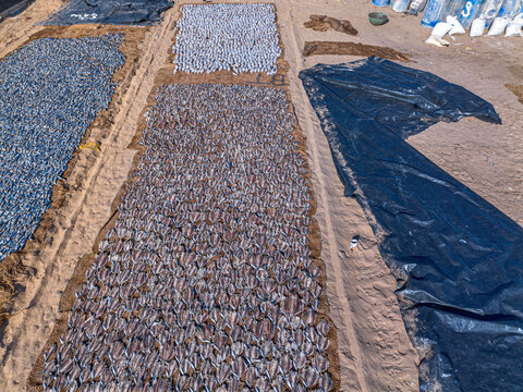 Aerial view of Negombo Beach with rows of small fish drying on mats under the sun, traditional fish processing on the sandy coast in Negombo, Western Province, Sri Lanka.