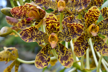 Close-up of Tiger Orchid blooms, Grammatophyllum speciosum, with striking brown and yellow flower patterns resembling tiger stripes © KENNETHCK