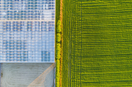 Aerial view of a large greenhouse complex adjacent to a vibrant green agricultural field, separated by a row of trees in Fjaras, Halland County, Sweden.