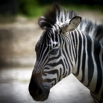 View of a zebra with its distinctive black and white striped pattern in profile, captured in a natural setting in Poland.
