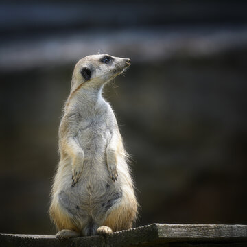View of a meerkat standing upright on a wooden platform with soft fur and an alert expression in Poland.