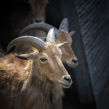 View of a group of Barbary sheep with curved horns standing in an enclosure in Poland.