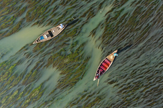 Aerial view of two wooden boats navigating through water filled with submerged aquatic vegetation in Joypurhat, Rajshahi Division, Bangladesh.