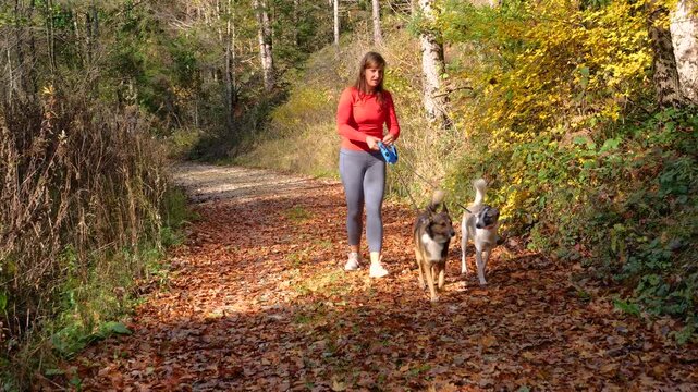 Young woman deals with tangled leashes as she walks her two adopted dogs on a sunny forest trail. Fallen leaves and warm autumn colours surround them as they explore vibrant nature in fall season.