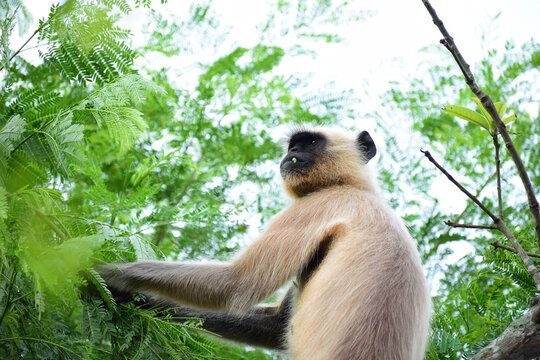View of a gray langur monkey perched in a tree and eating green leaves, Kushtia, Khulna Division, Bangladesh.