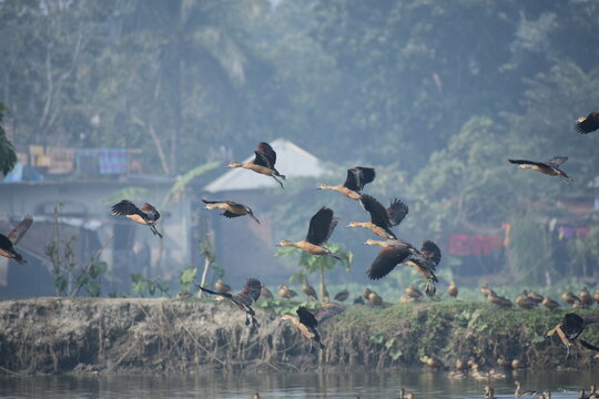 Kushtia, Khulna Division, Bangladesh - 27 December 2019: View of a flock of whistling ducks flying over a rural water body with trees and buildings in the background.