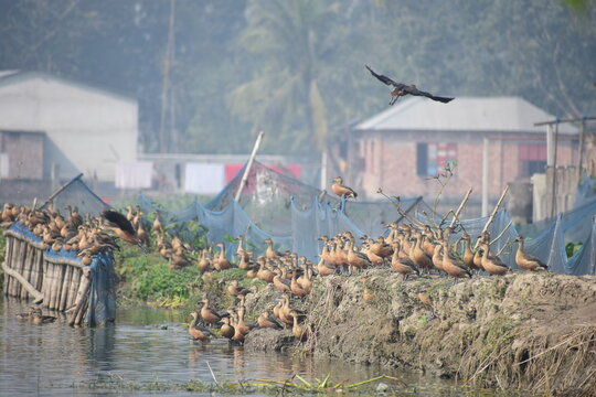 Kushtia, Bangladesh - 27 December 2019: View of a large flock of ducks resting on the muddy bank of a wetland area with blue netting and rural houses in the background.